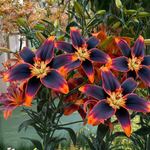 Asiatic Lily Bulbs - Susan Forever
