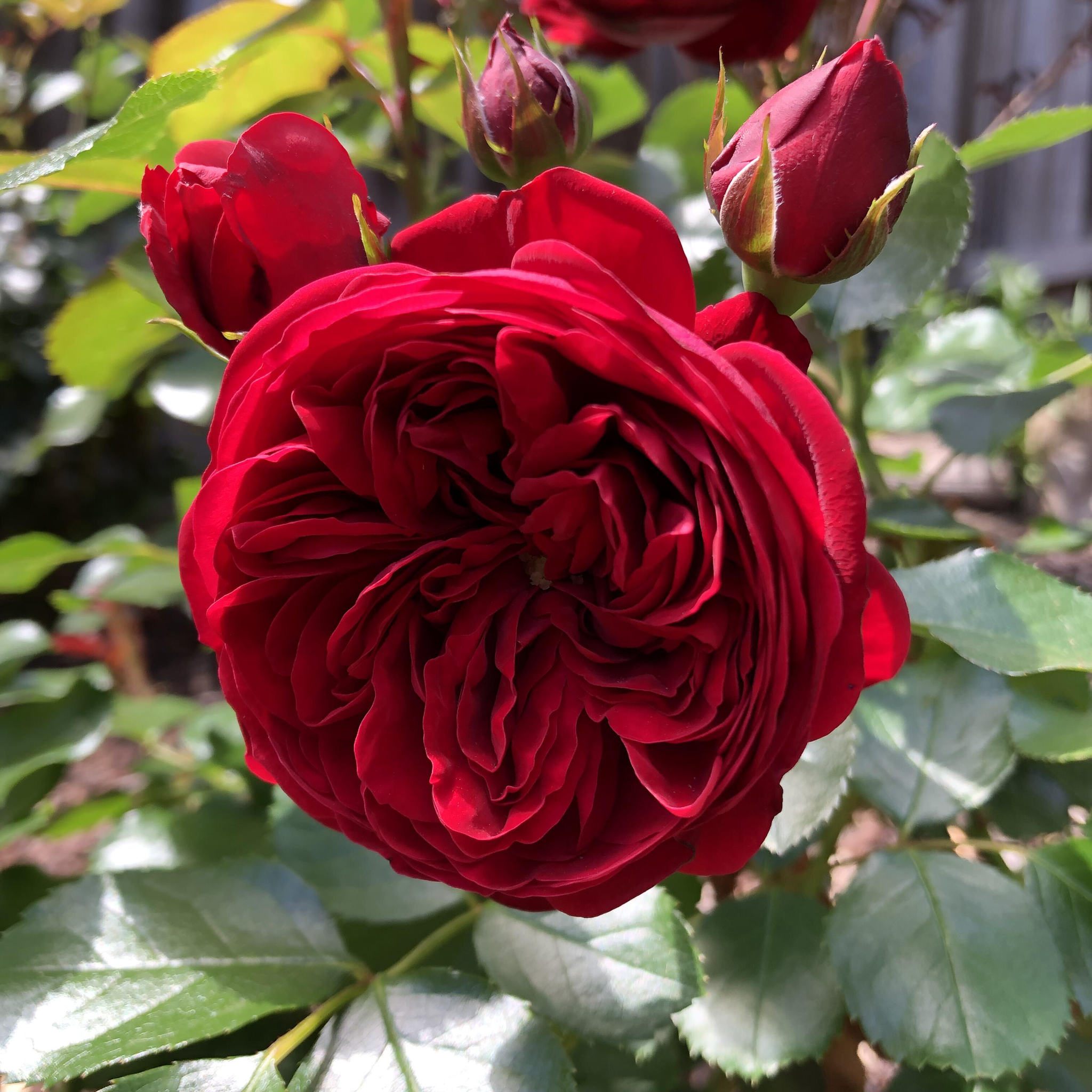 Large Climbing Rose Plant - Florentina