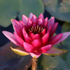Midi Water Lily Rhizome – Almost