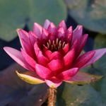 Midi Water Lily Rhizome – Almost