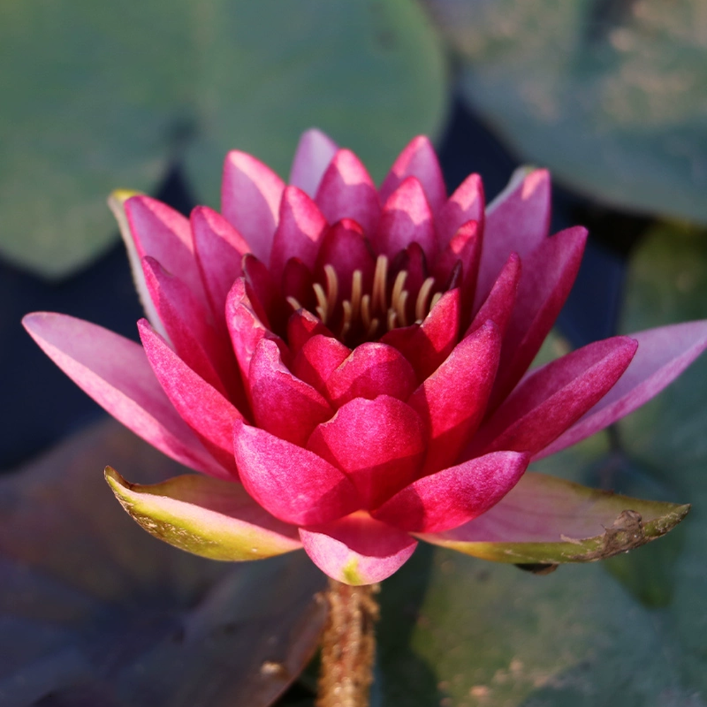 Midi Water Lily Rhizome – Almost