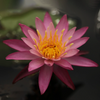 Mini Water Lily Rhizome – Dallas