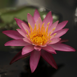 Mini Water Lily Rhizome – Dallas