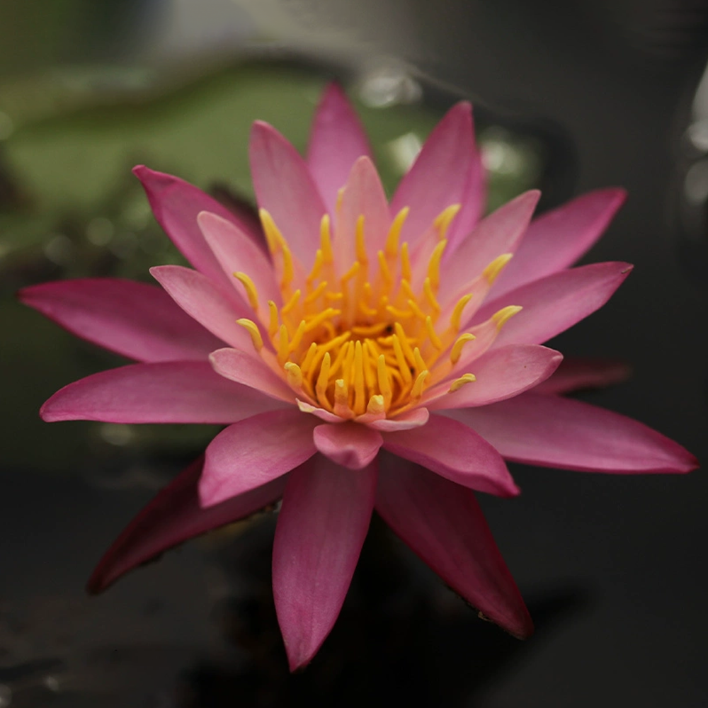 Mini Water Lily Rhizome – Dallas