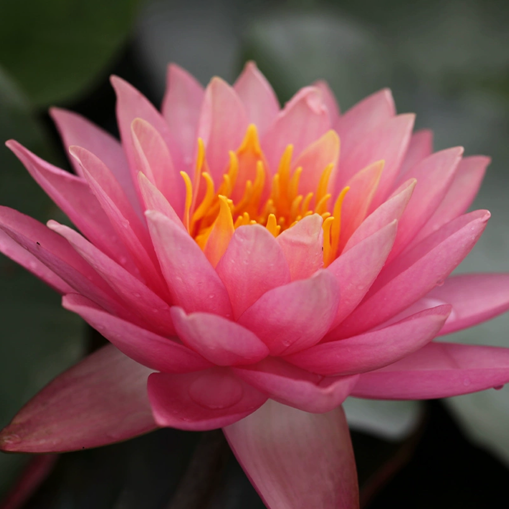 Midi Water Lily Rhizome – Orange Sunset