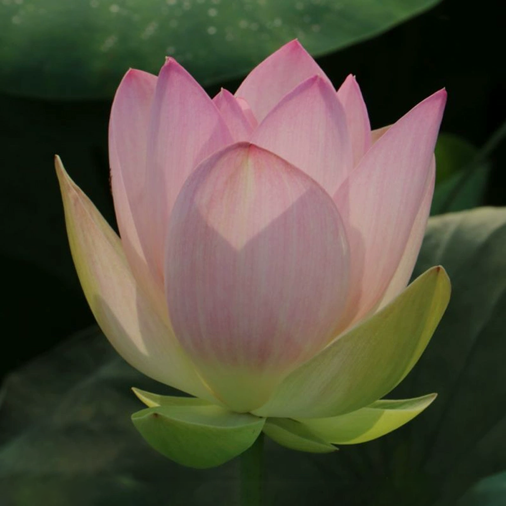 Mini Bowl Lotus Rhizome – Tricolor Splendor