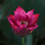 Micro Bowl Lotus Rhizome – Scarlet Dress