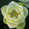 Large Bowl Lotus Rhizome – Moonlight Jade