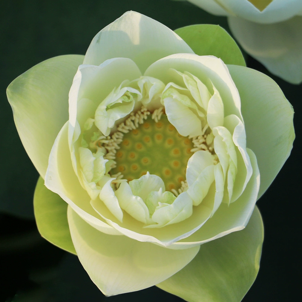 Large Bowl Lotus Rhizome – Moonlight Jade