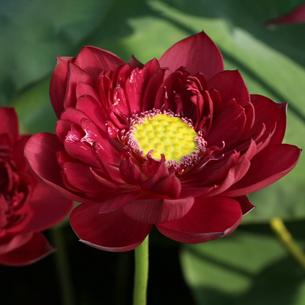 Midi Bowl Lotus Rhizome – Inky Crimson