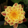 Mid-Small Water Lily Rhizome – Palani