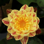 Mid-Small Water Lily Rhizome – Palani