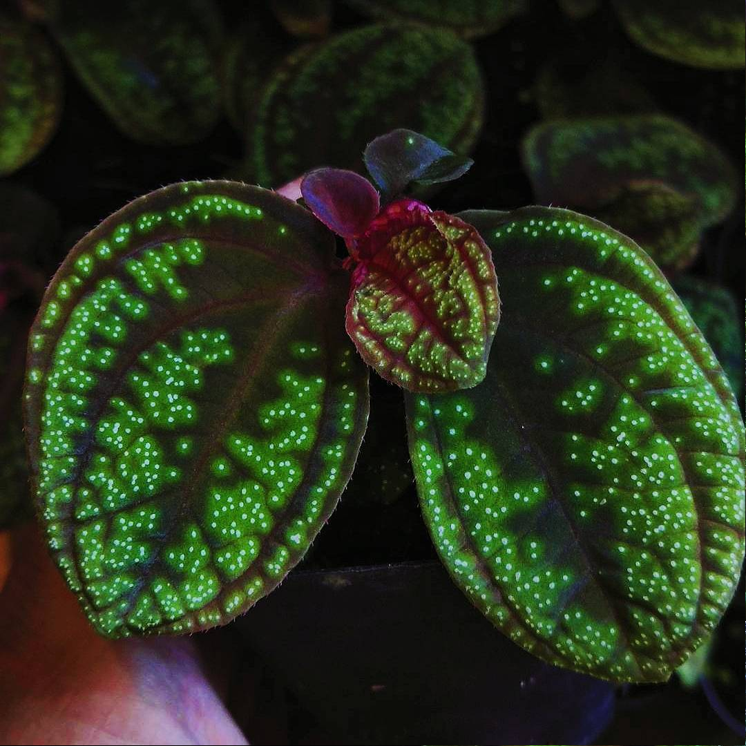 Sonerila elatostemoides (Glowing dots)