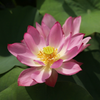 Micro Bowl Lotus Tuber – Festive Lanterns