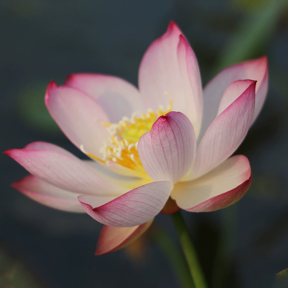 Micro Bowl Lotus Rhizome – Conquer