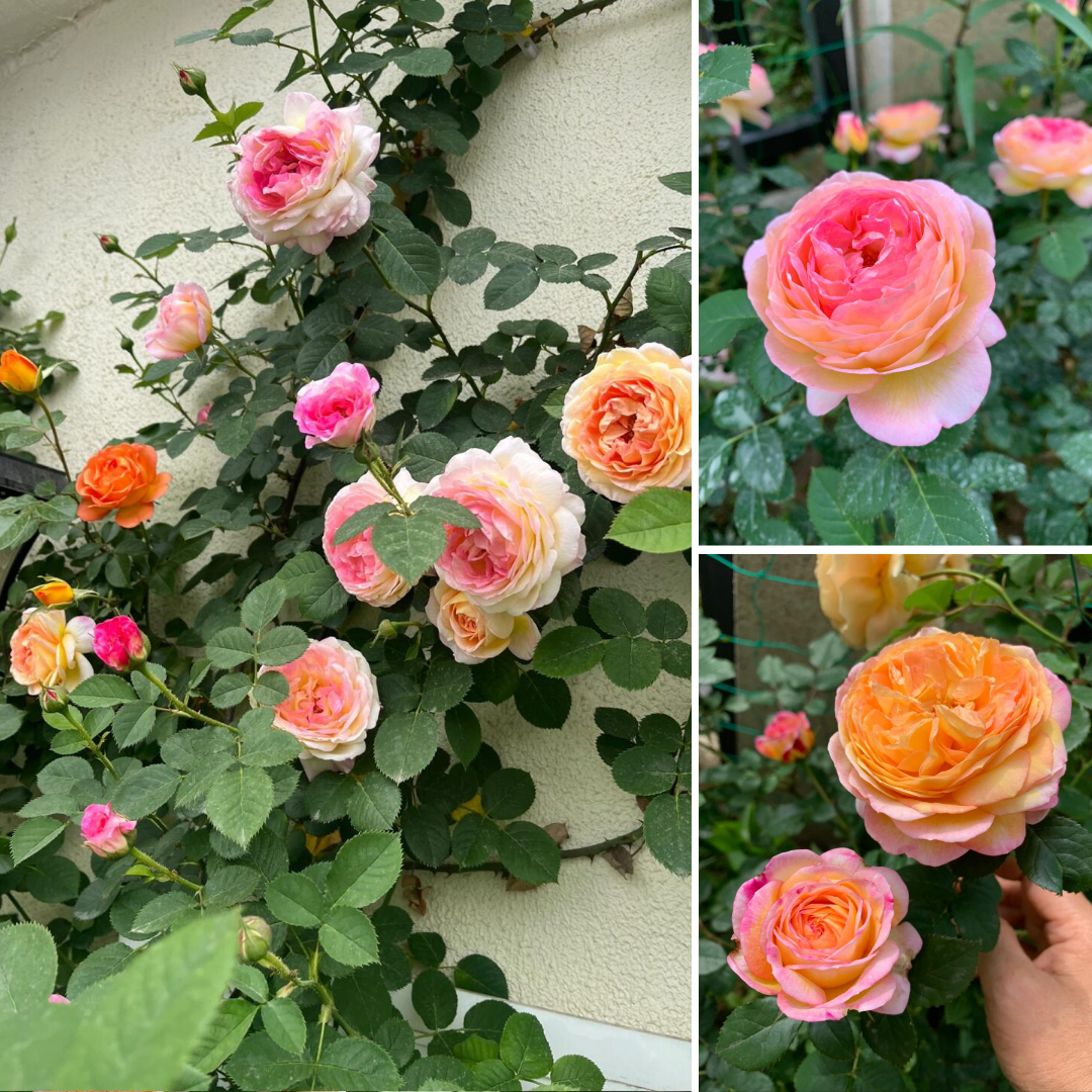 Climbing Rose Plant - Gradient French Romanee Jansen
