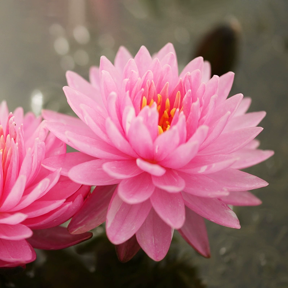 Midi Water Lily Rhizome – Blush Pompon