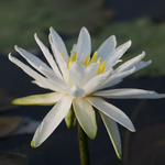 Mini Water Lily Rhizome – Snowflake