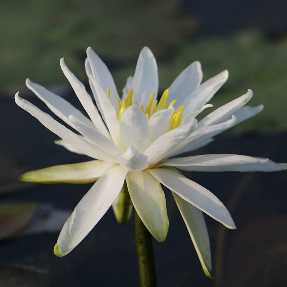 Mini Water Lily Rhizome – Snowflake