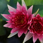 Mini Water Lily Rhizome – Red Spider