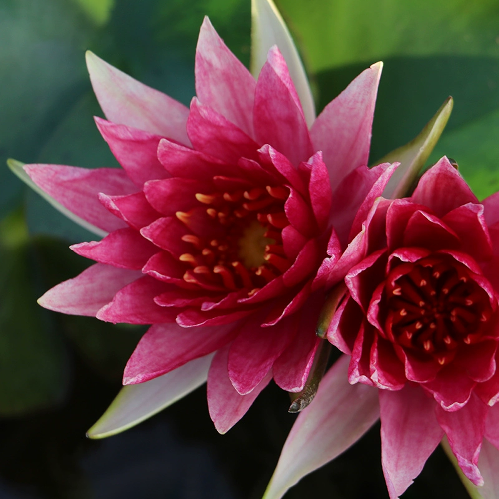 Mini Water Lily Rhizome – Red Spider