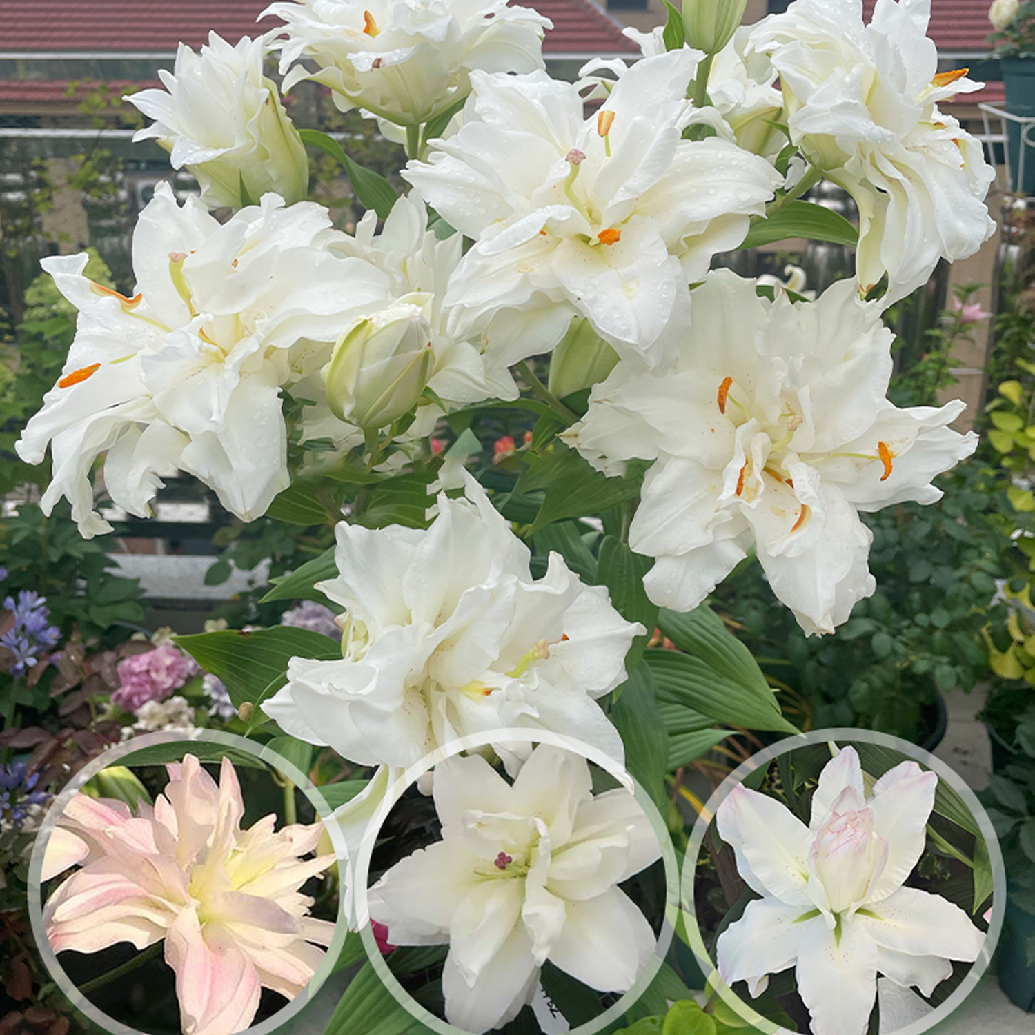 Strong Fragrance Lily Bulbs - Snowboard