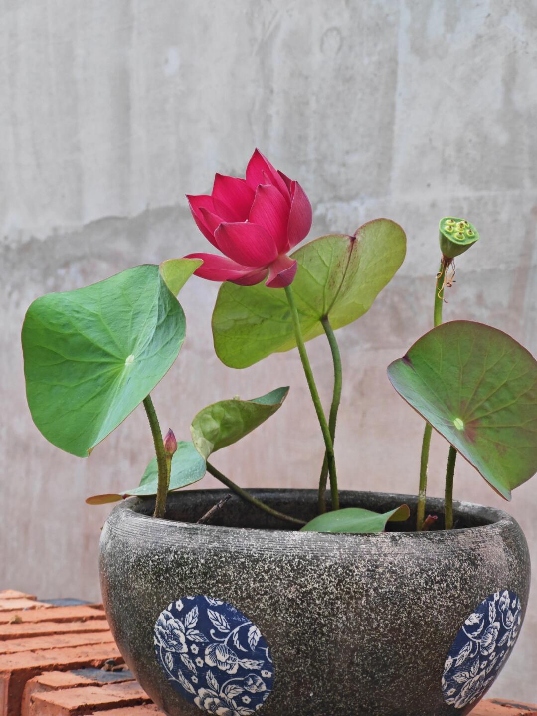 Micro Bowl Lotus Rhizome – Scarlet Dress