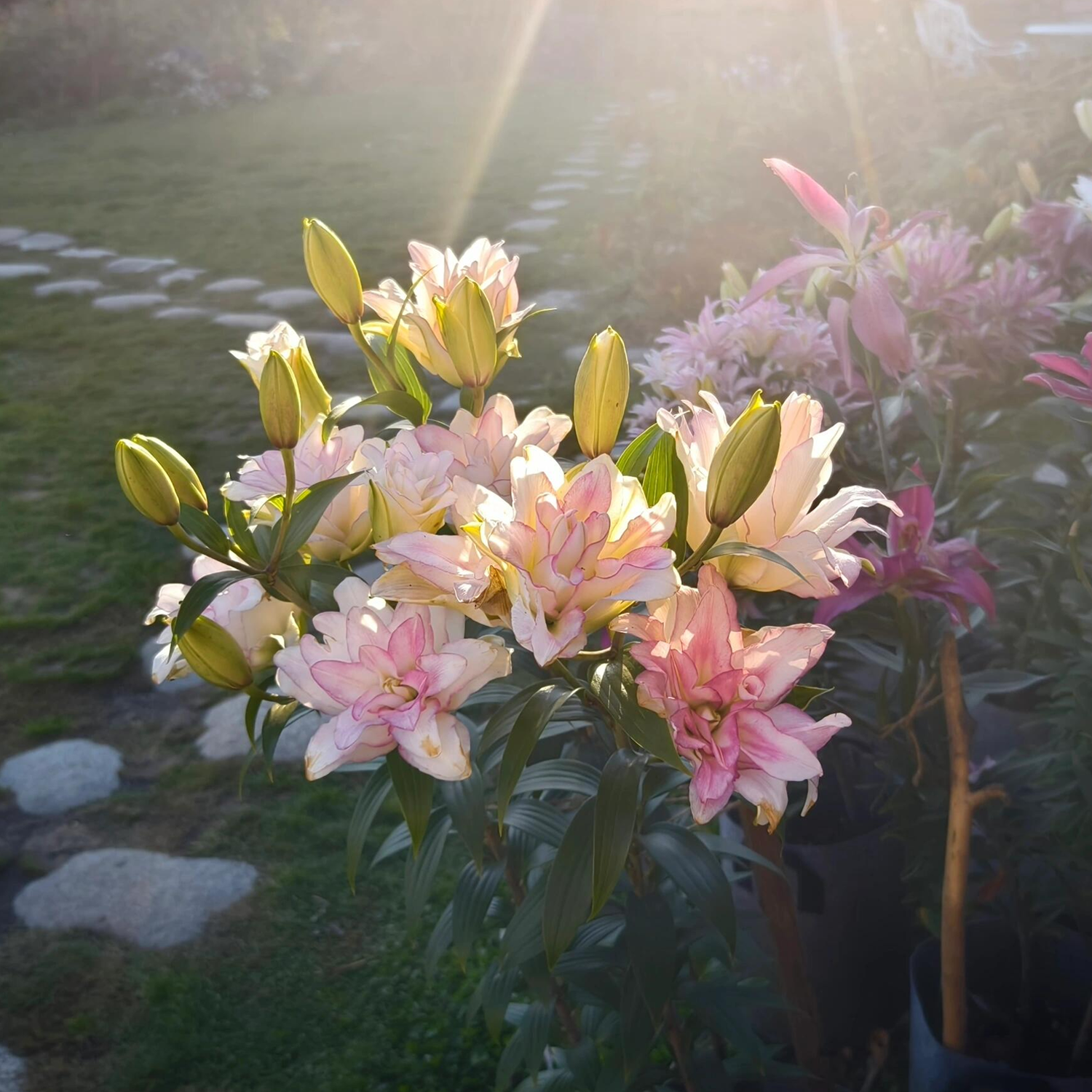 Lily Bulbs - Roselily Anouska
