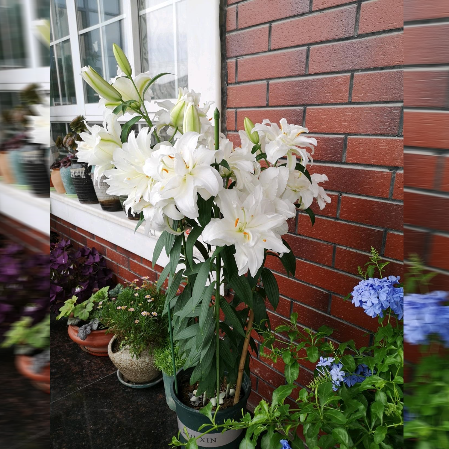Strong Fragrance Lily Bulbs - Snowboard