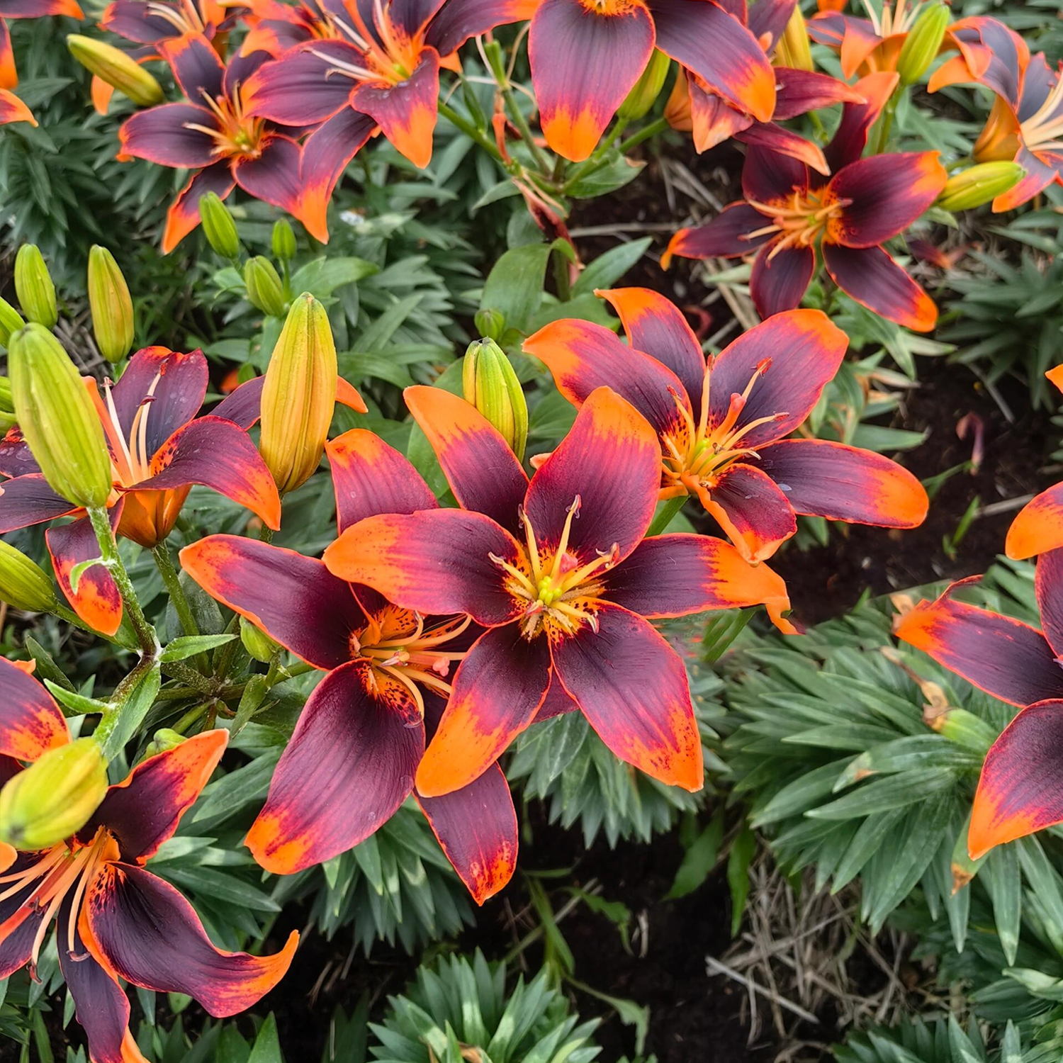 Asiatic Lily Bulbs - Susan Forever