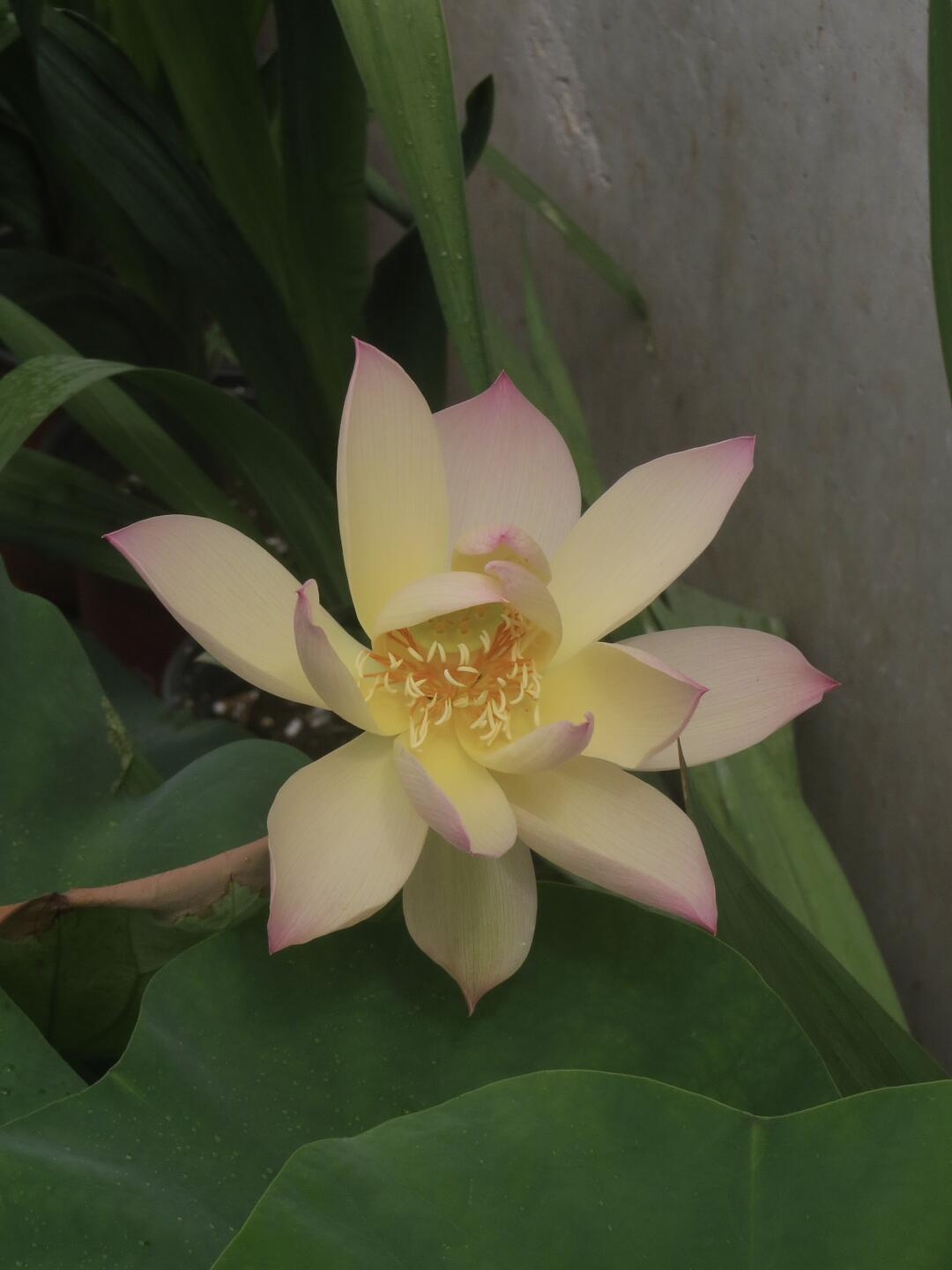 Mid-Small Bowl Lotus Rhizome – Sunset Glow