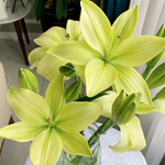 Lily Bulbs - Trebbiano