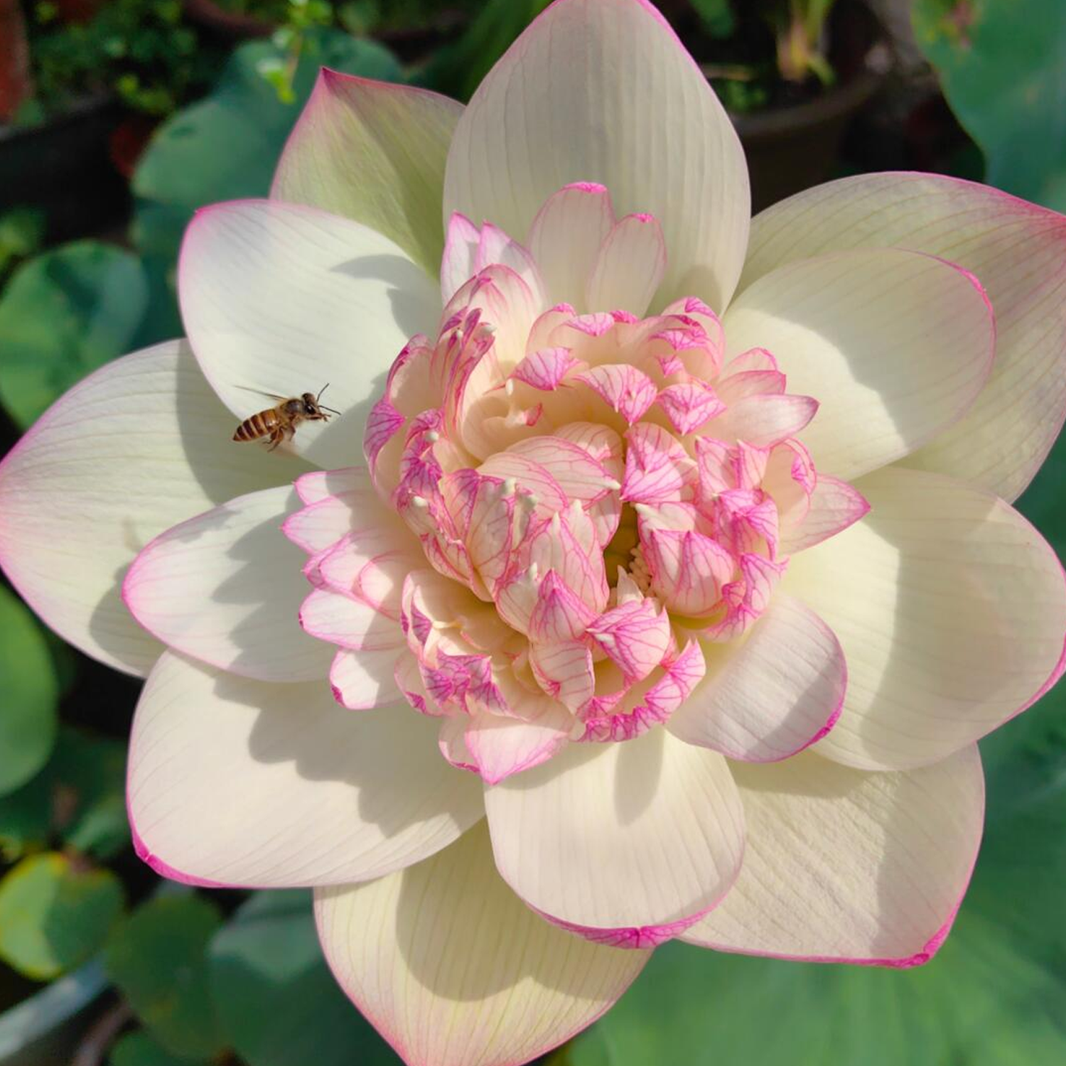Large Bowl Lotus Rhizome – Cloud Brocade