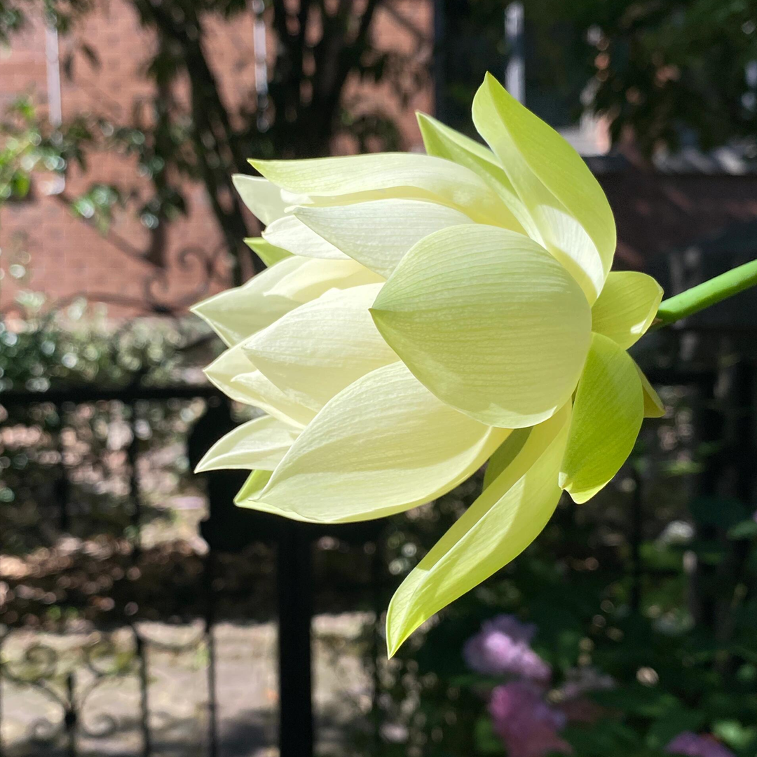 Mid-Small Bowl Lotus Rhizome – Imperial Grace