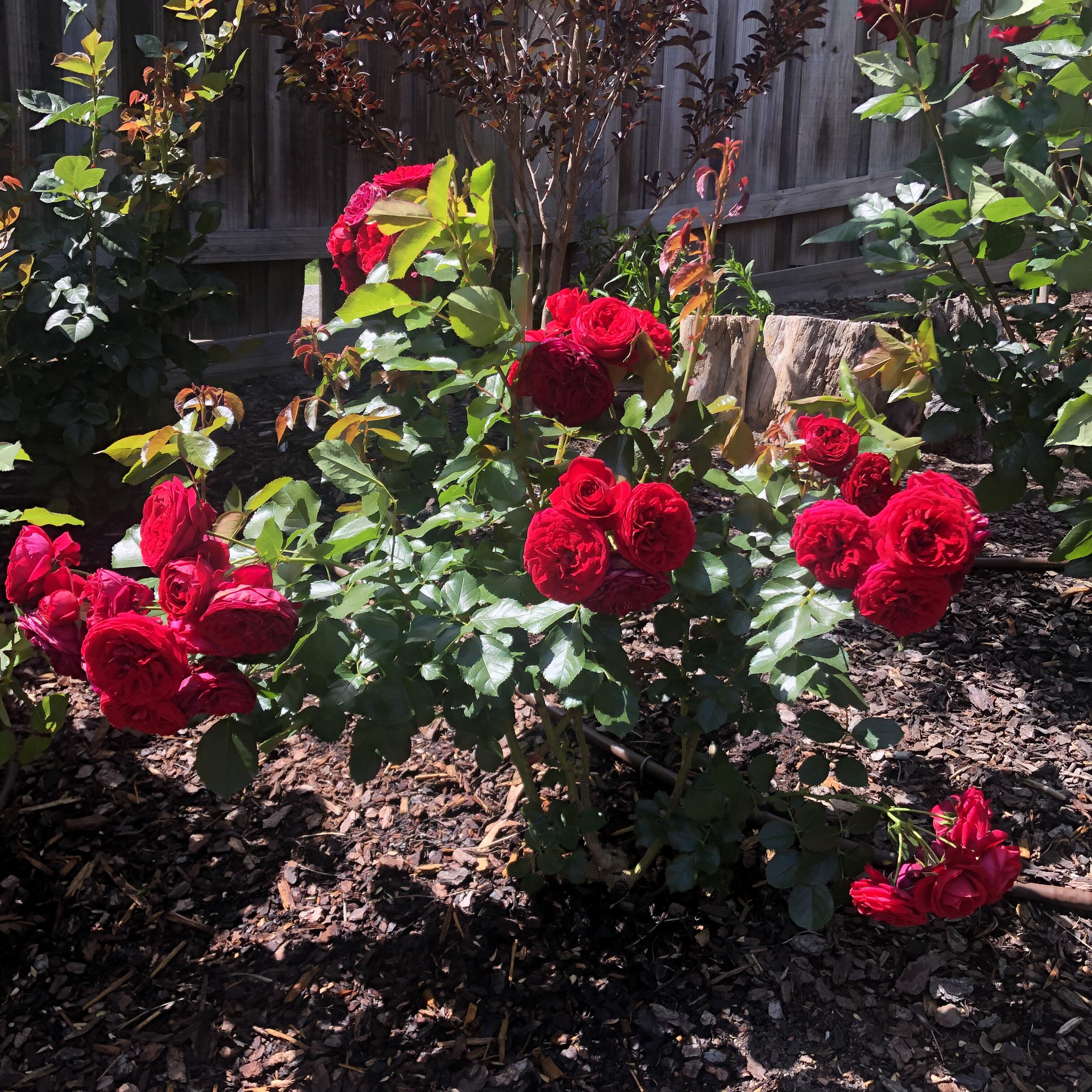 Large Climbing Rose Plant - Florentina