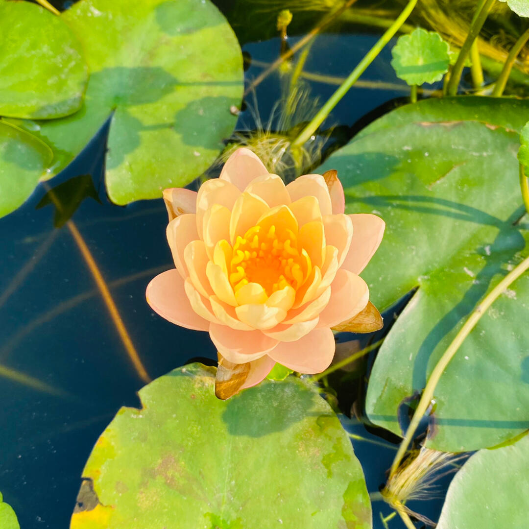Midi Water Lotus Rhizome – Clyde Ikins