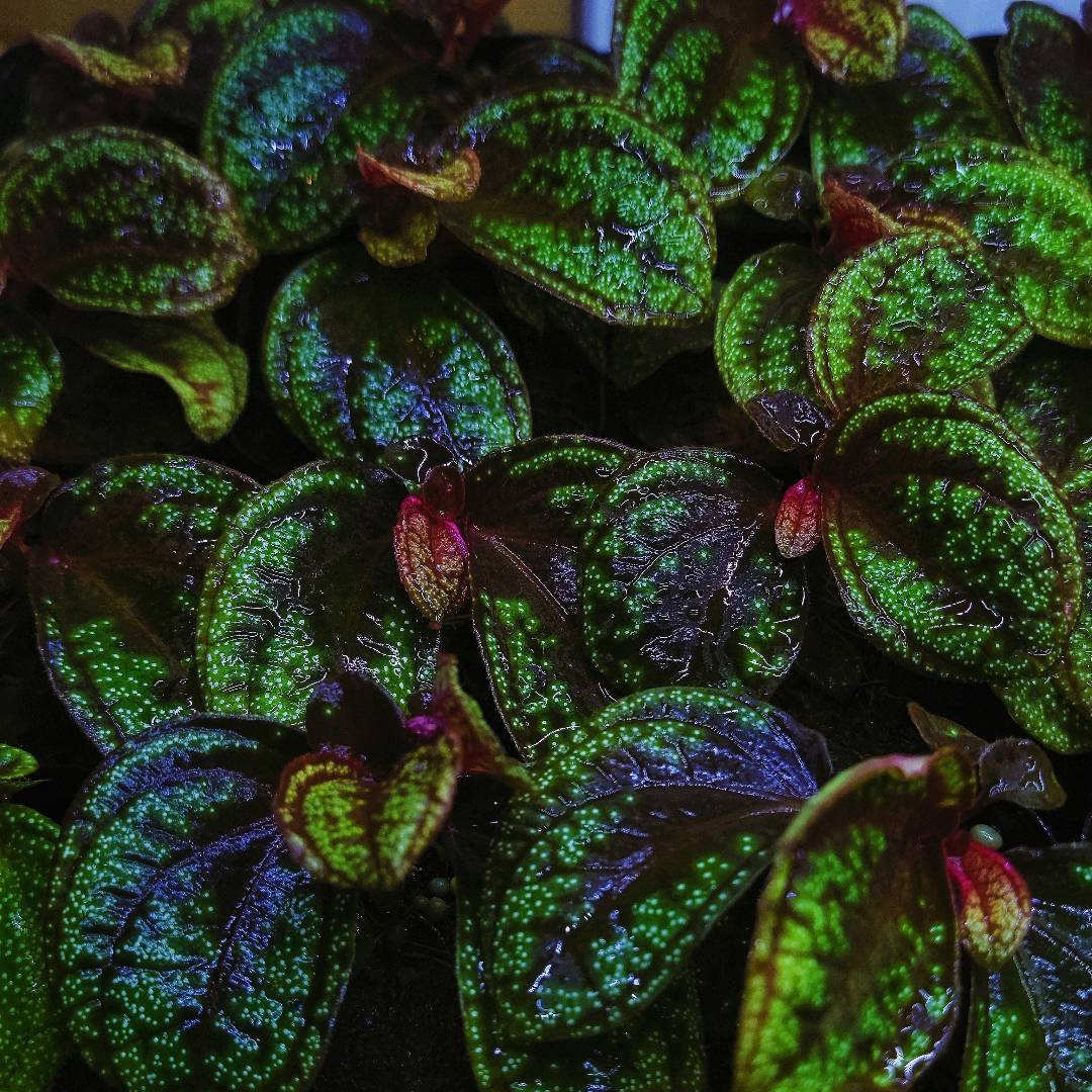 Sonerila elatostemoides (Glowing dots)