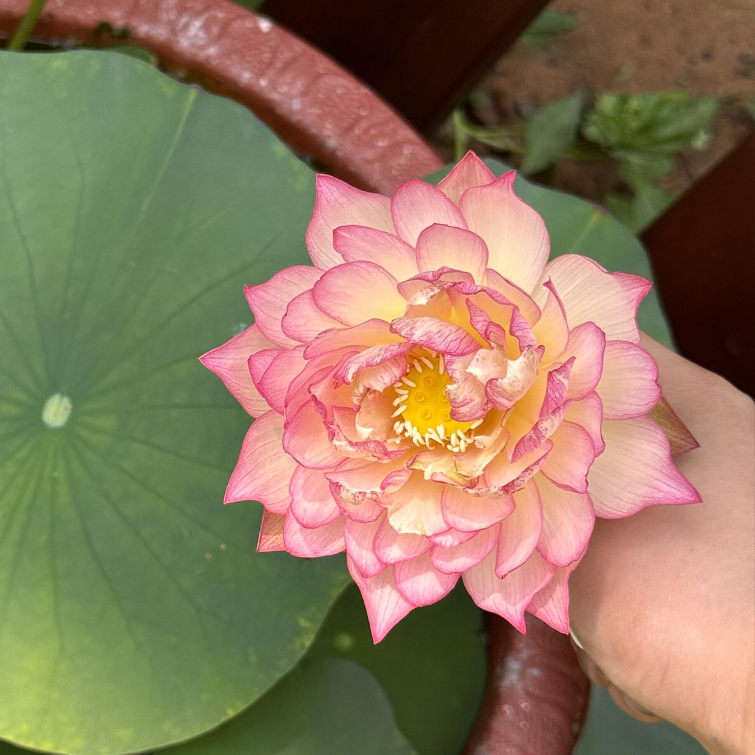 Midi Bowl Lotus Rhizome – Affection