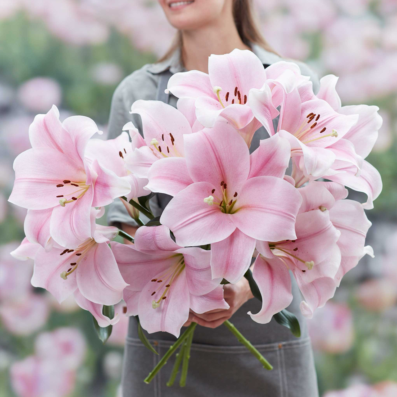 Lily Bulbs - Cali
