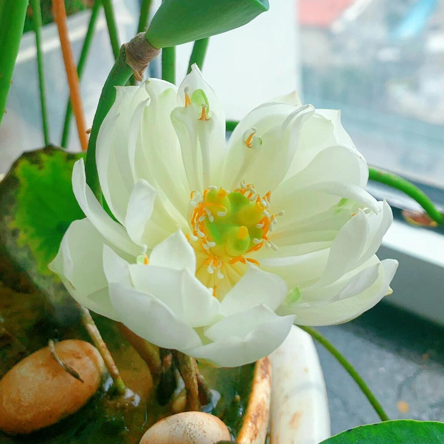 Micro Bowl Lotus Rhizome – Peppermint Bonbon