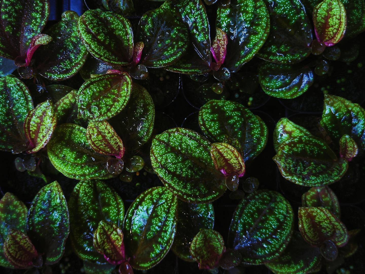 Sonerila elatostemoides (Glowing dots)