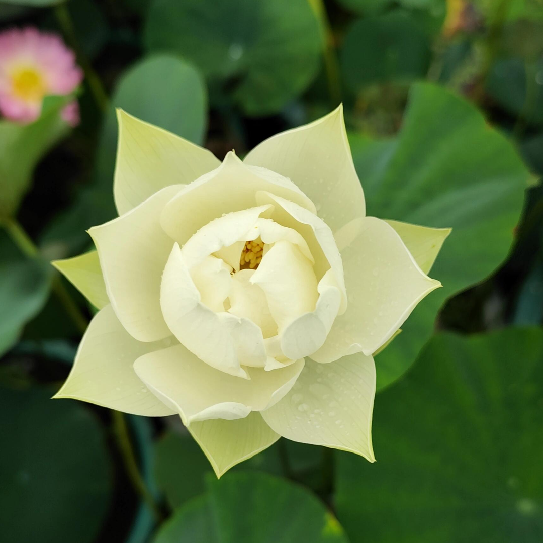 Mid-Small Bowl Lotus Rhizome – Imperial Grace