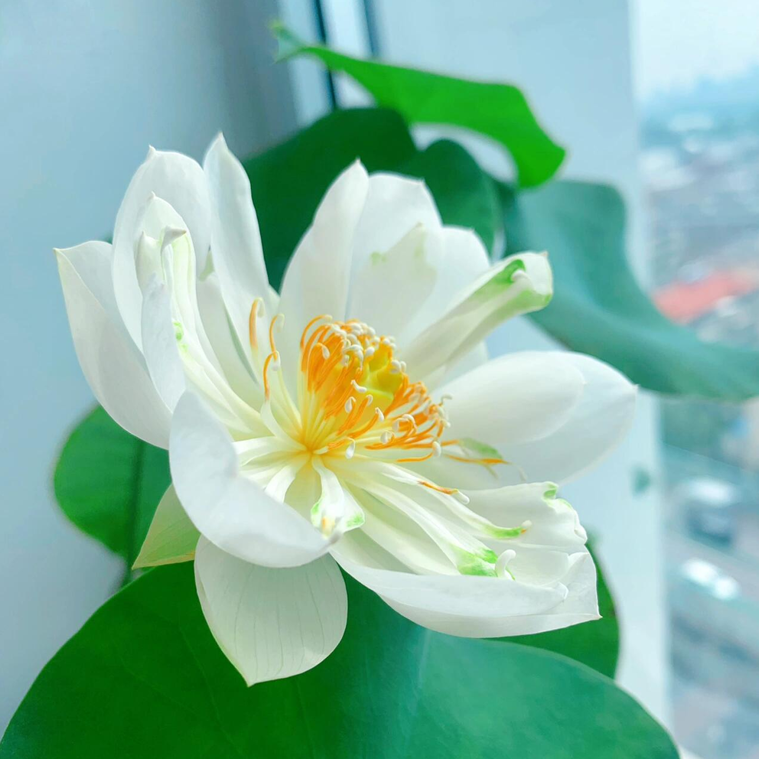 Micro Bowl Lotus Rhizome – Peppermint Bonbon