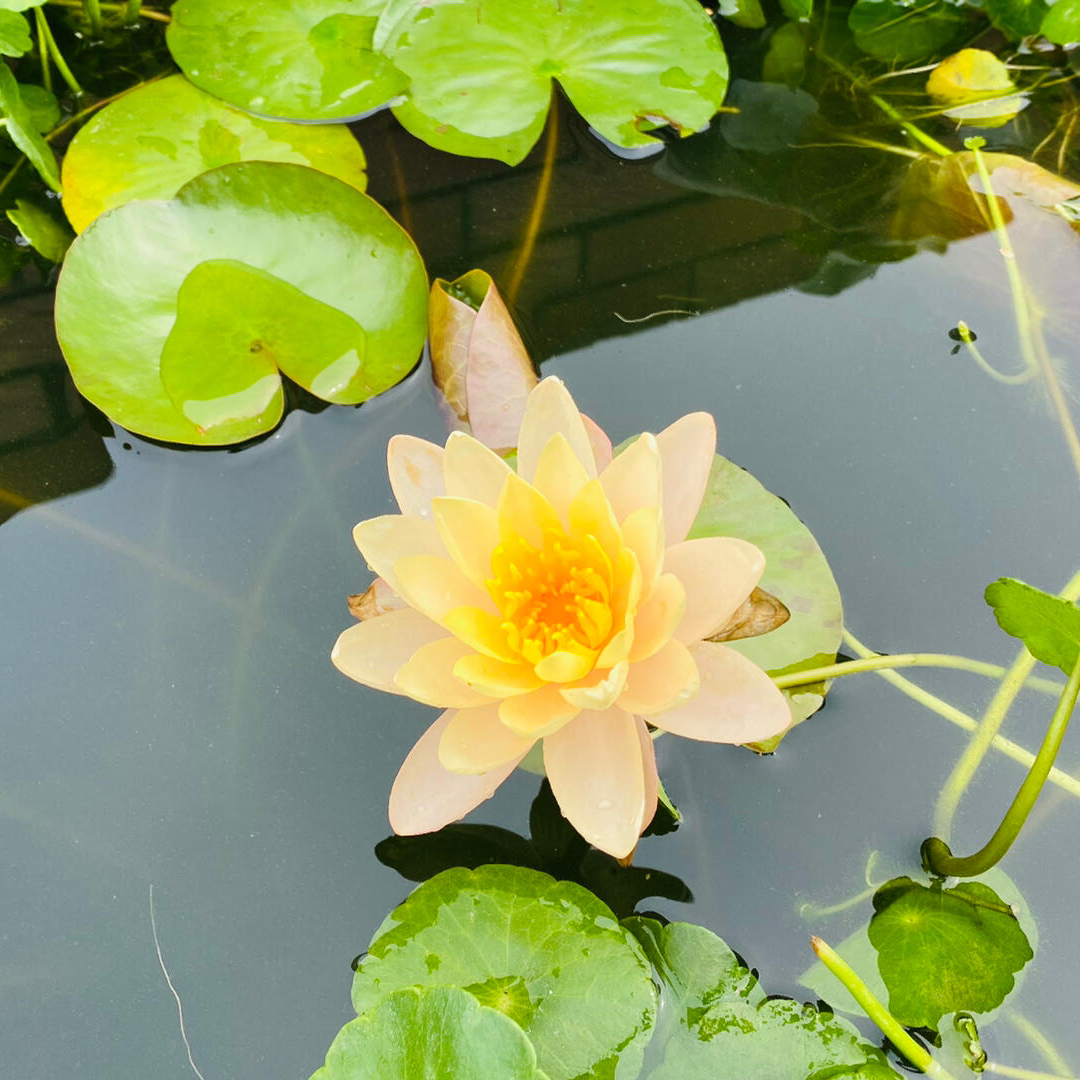 Midi Water Lotus Rhizome – Clyde Ikins