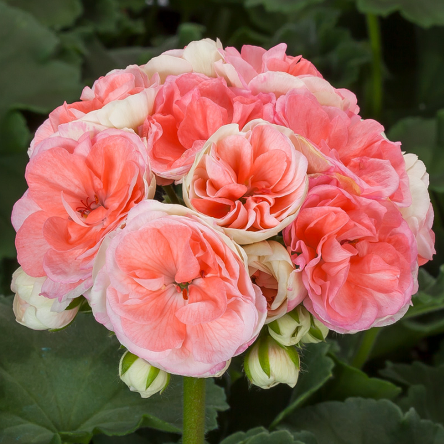Geranium Seeds - Miss Rose