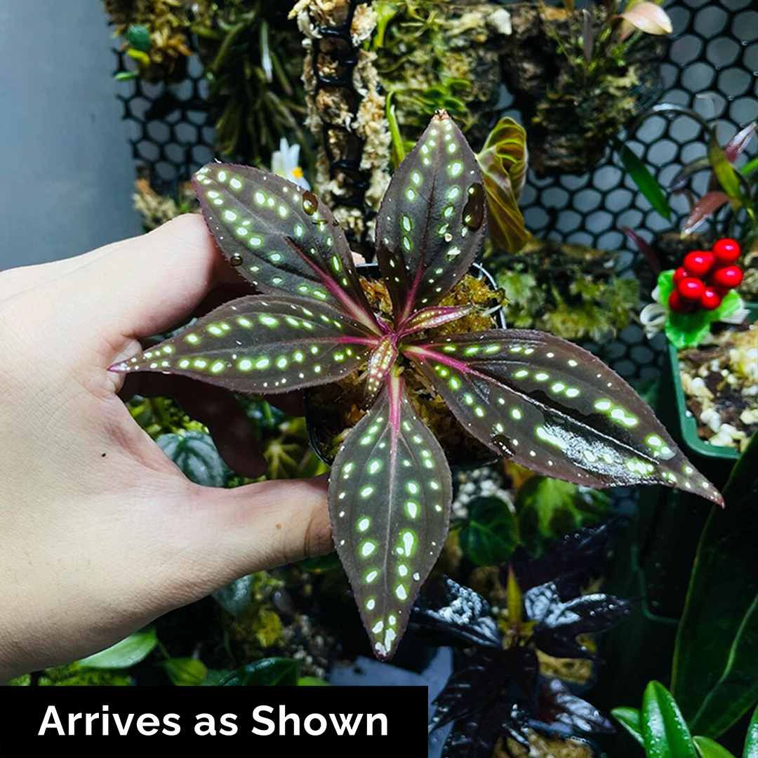 Sonerila cf. margaritacea (Glowing dots) - Red