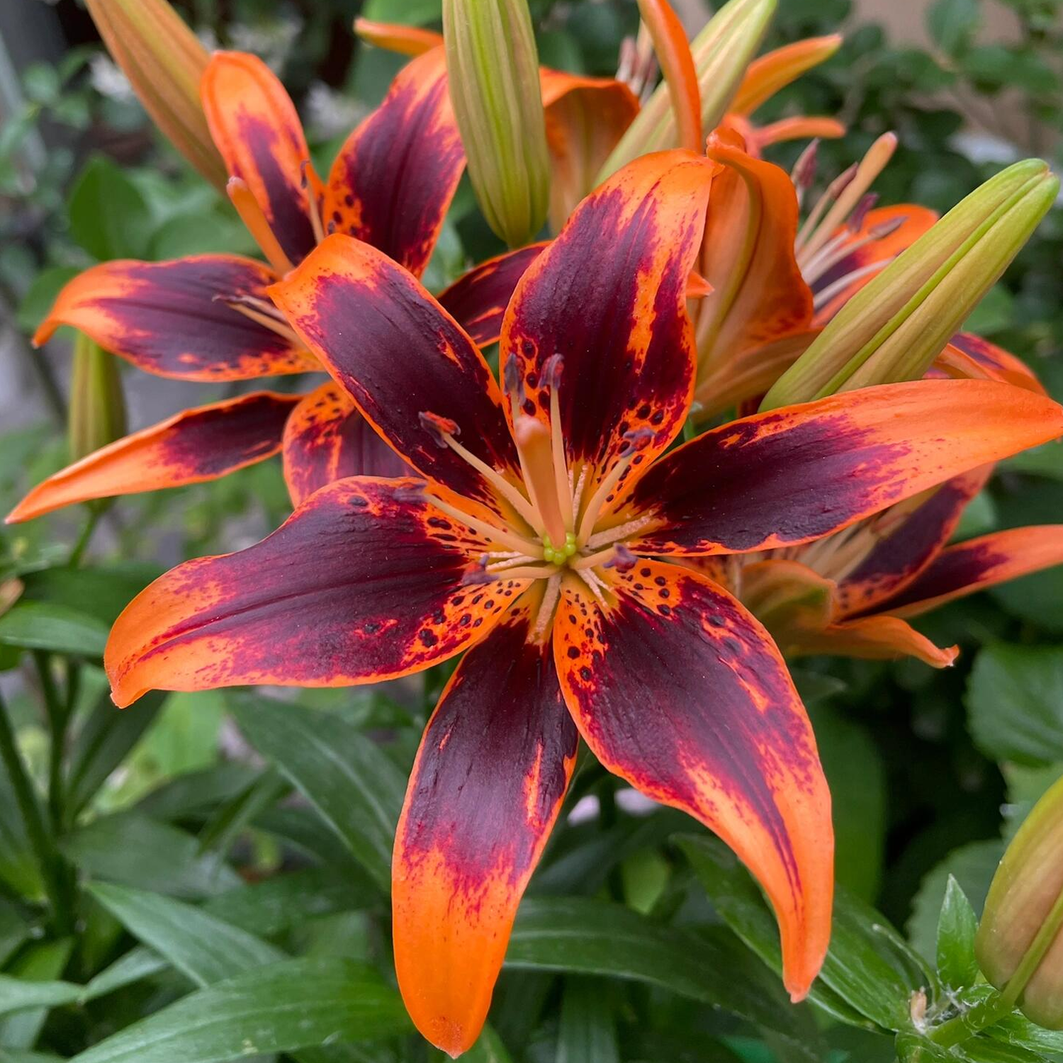 Asiatic Lily Bulbs - Susan Forever