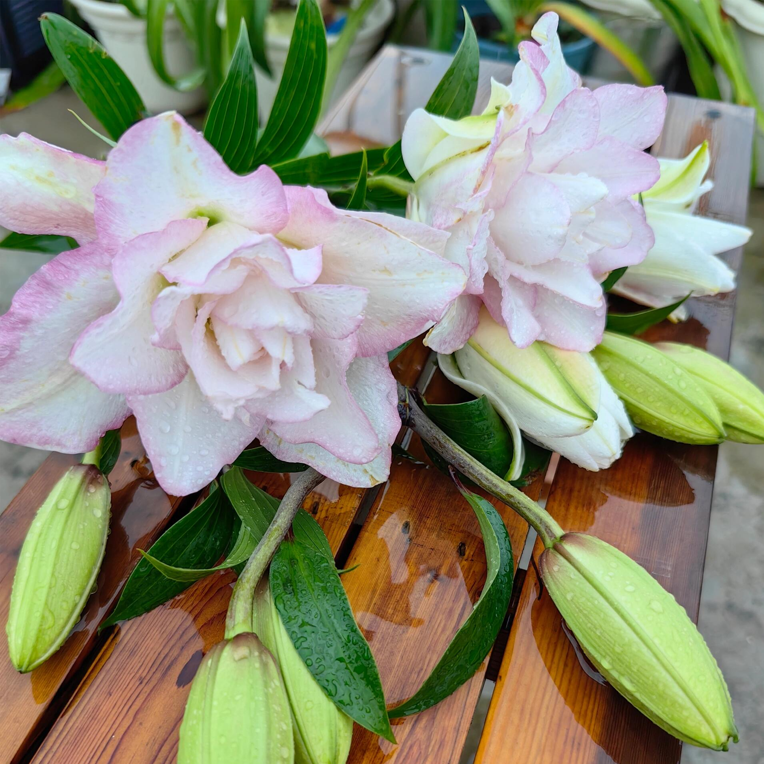 Lily Bulbs - Roselily Anouska