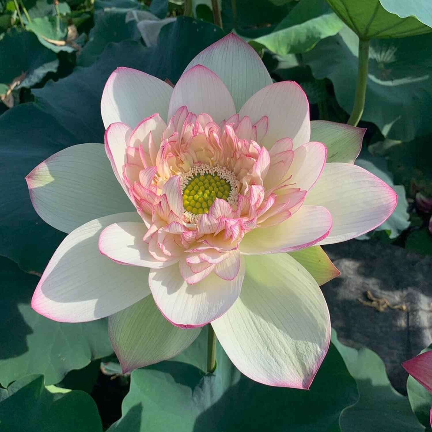 Large Bowl Lotus Rhizome – Cloud Brocade
