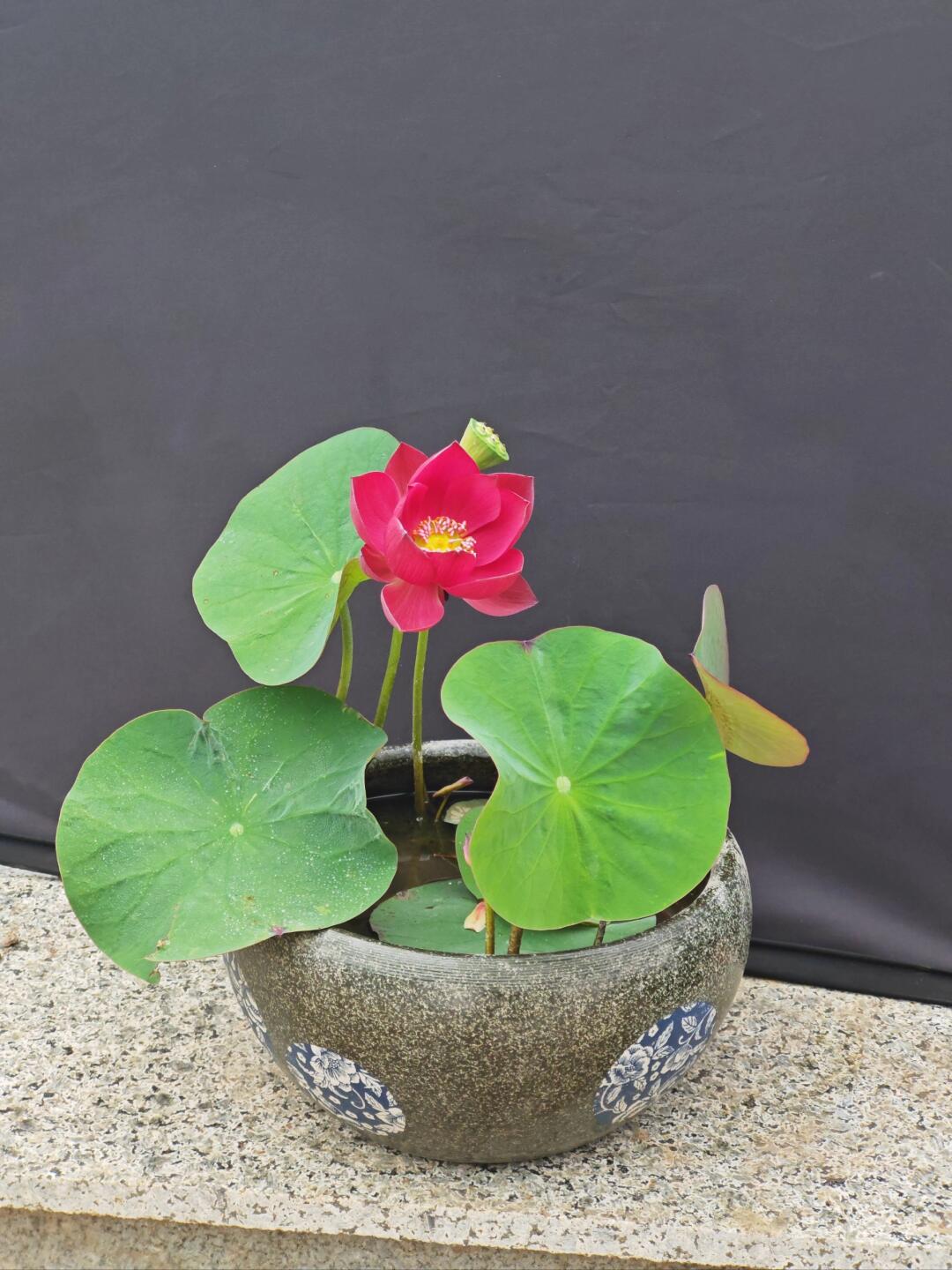 Micro Bowl Lotus Rhizome – Scarlet Dress